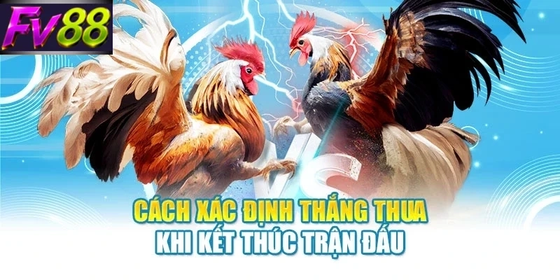 Đá Gà FV88 -Kinh Nghiệm Theo Dõi Trận Đấu Hấp Dẫn 2026 - SLOTCANVAS68 Đá Gà FV88 -Kinh Nghiệm Theo Dõi Trận Đấu Hấp Dẫn 2026 - SLOTCANVAS68