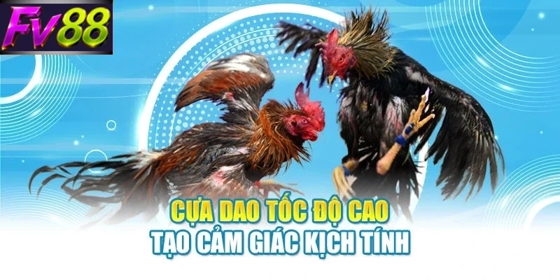 Đá Gà FV88 -Kinh Nghiệm Theo Dõi Trận Đấu Hấp Dẫn 2026 - SLOTCANVAS68 Đá Gà FV88 -Kinh Nghiệm Theo Dõi Trận Đấu Hấp Dẫn 2026 - SLOTCANVAS68