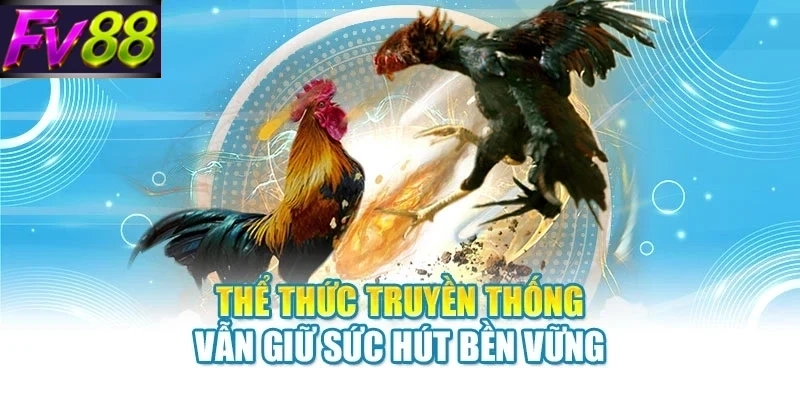 Đá Gà FV88 -Kinh Nghiệm Theo Dõi Trận Đấu Hấp Dẫn 2026 - SLOTCANVAS68 Đá Gà FV88 -Kinh Nghiệm Theo Dõi Trận Đấu Hấp Dẫn 2026 - SLOTCANVAS68